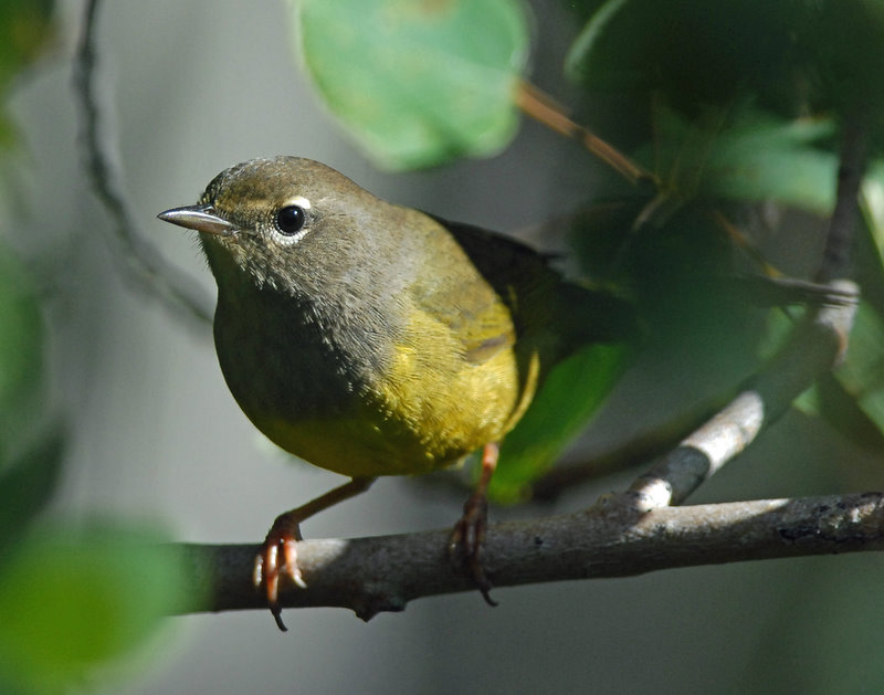 Warbler, MacGillivrays