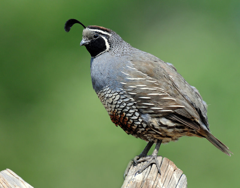 Quail, California