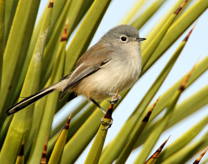 Gnatcatcher, Black-tailed