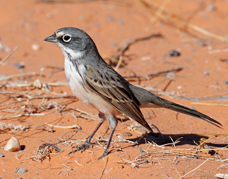 Sparrow, Sage