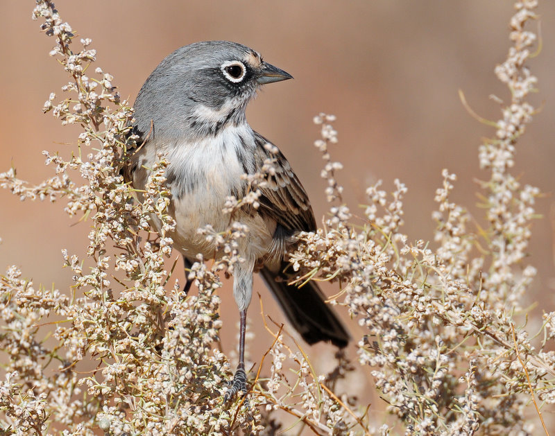 Sparrow, Sage