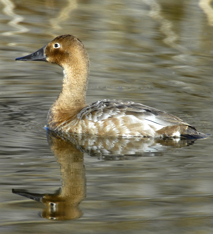 Canvasback