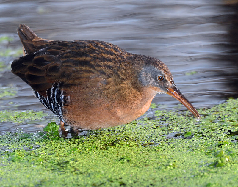 Rail, Virginias (Christinas)