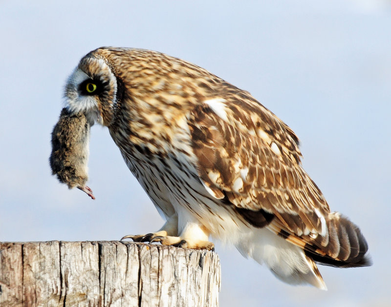 Owl, Short-eared