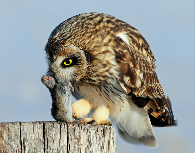 Owl, Short-eared