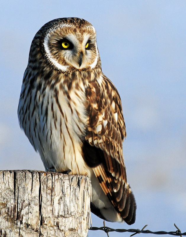 Owl, Short-eared