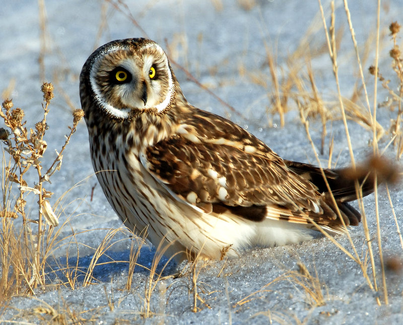 Owl, Short-eared