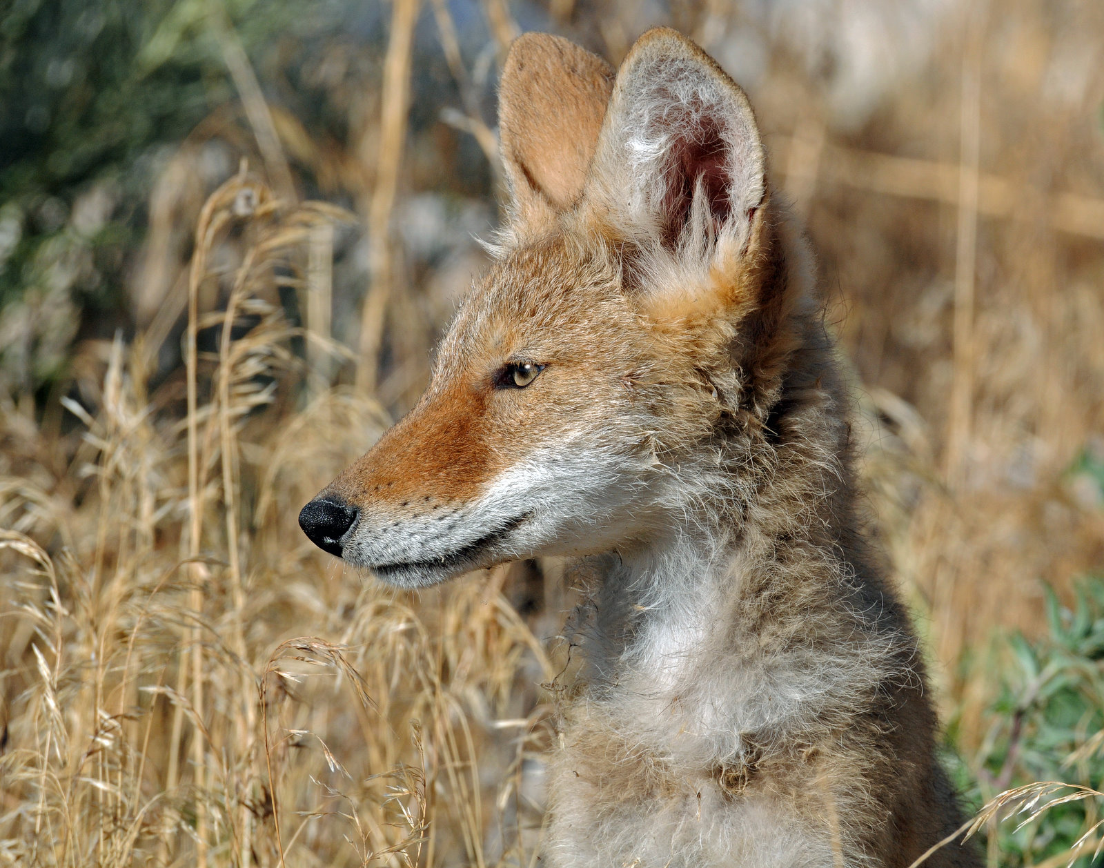 Desert Dog (Pups)--Coyote