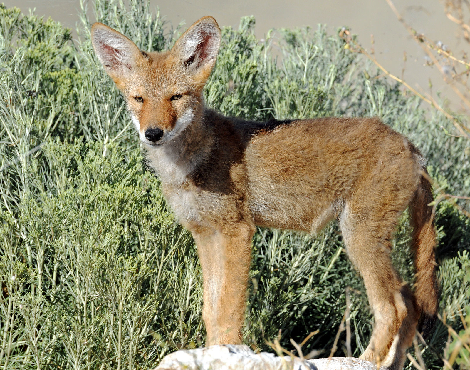 Desert Dog (Pups)--Coyote