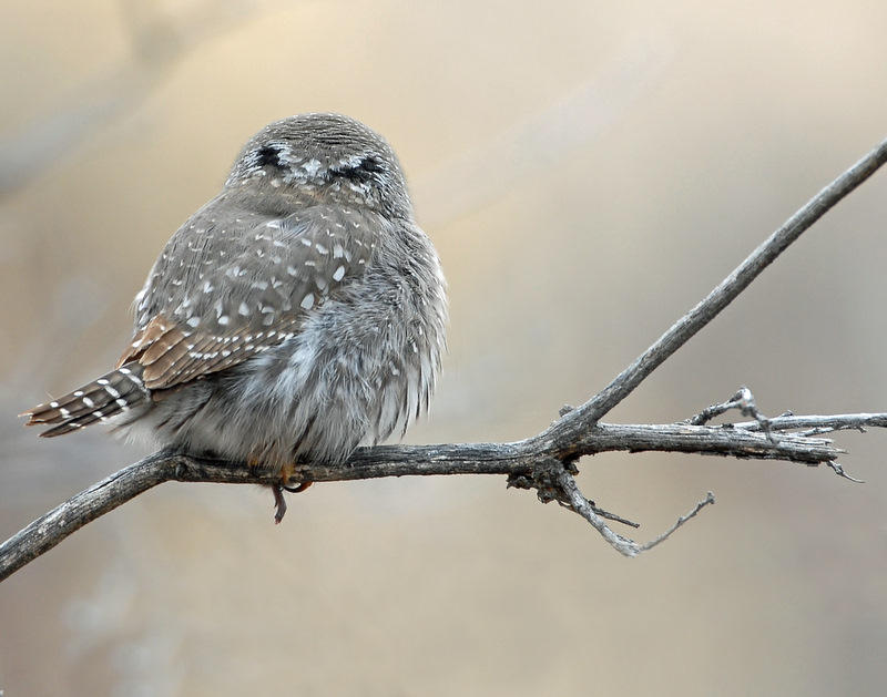 Owl, Northern Pigmy