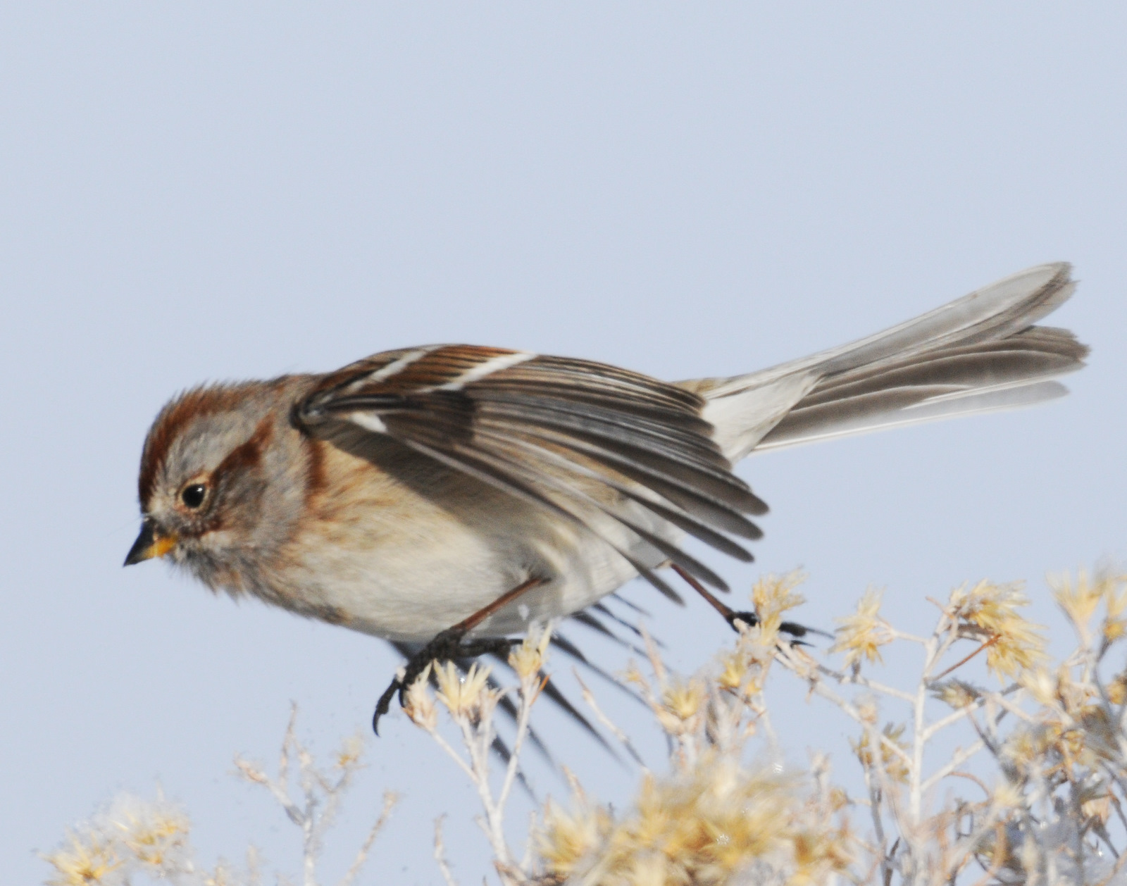 Sparrow, American Tree