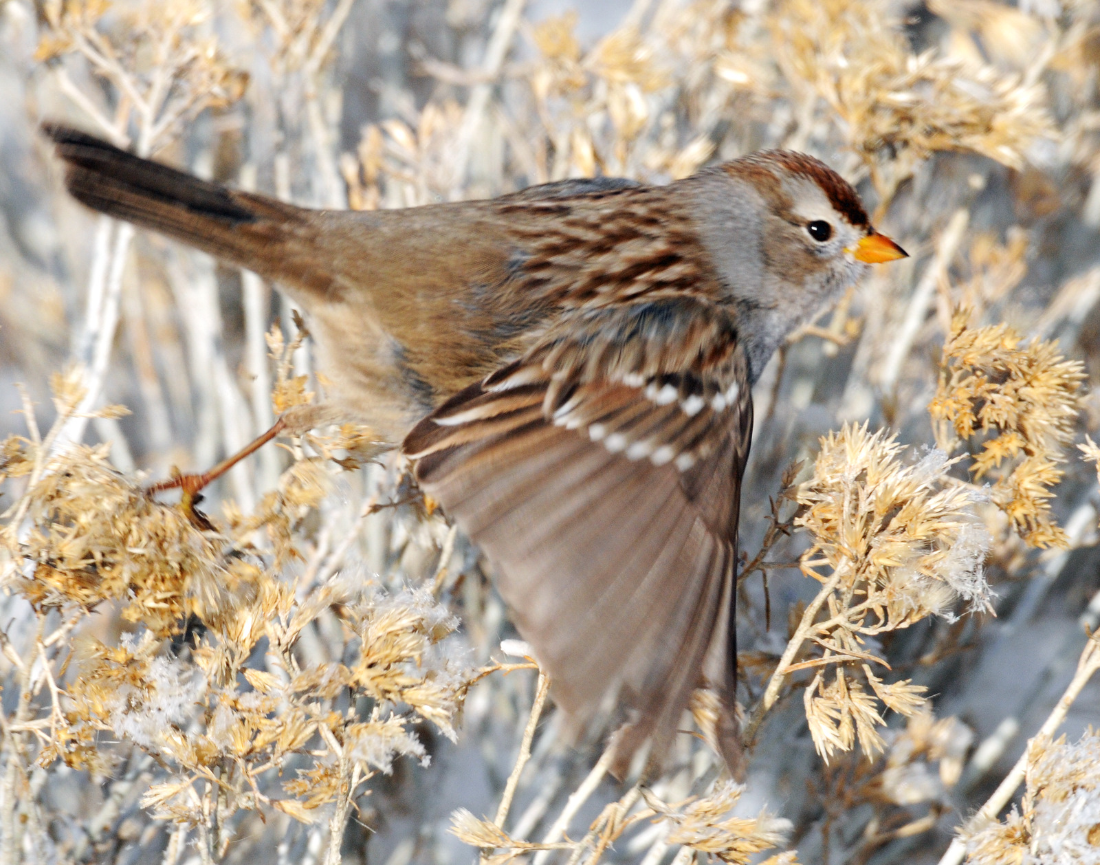 Sparrow White-crownedD-053.jpg