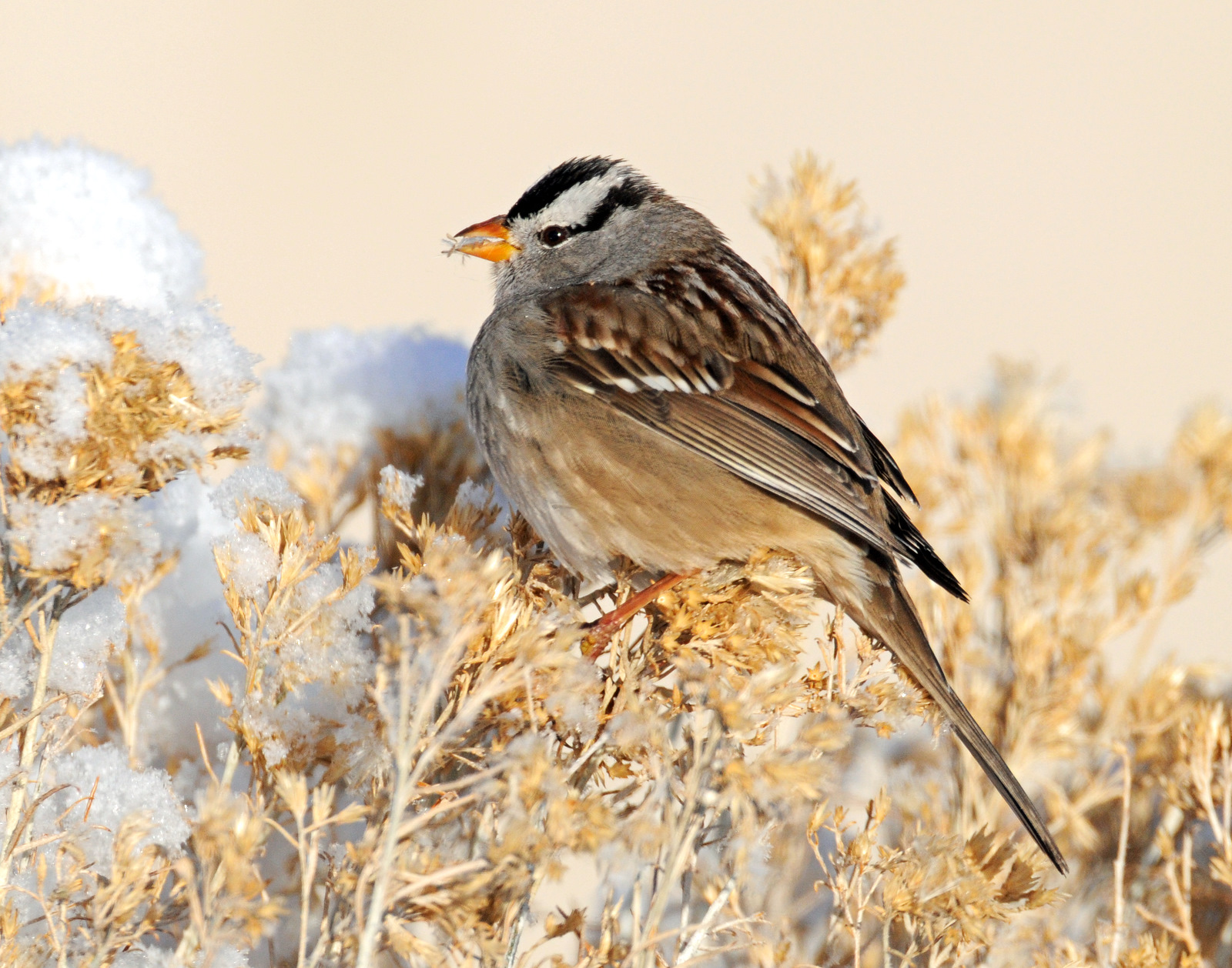 Sparrow White-crownedD-034.jpg