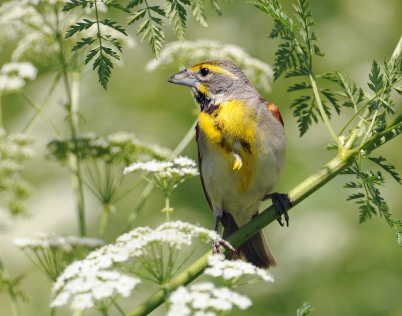 Dickcissel