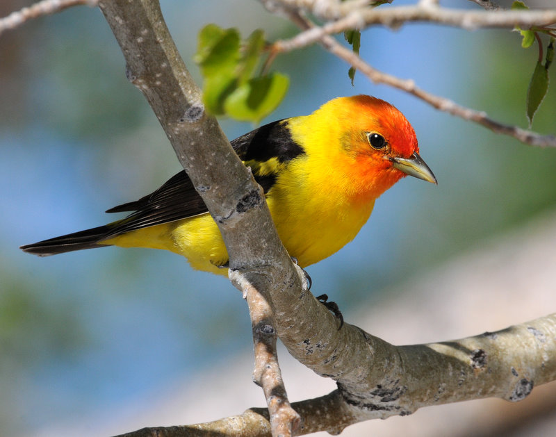 Tanager, Western