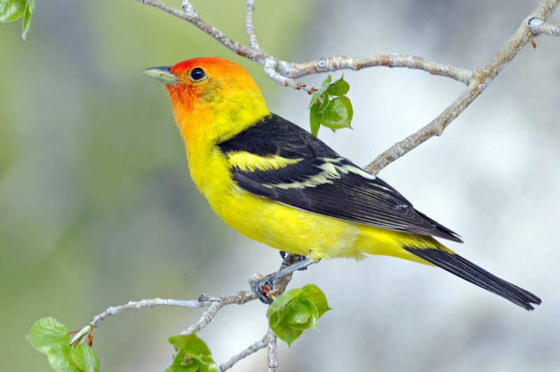 Tanager, Western