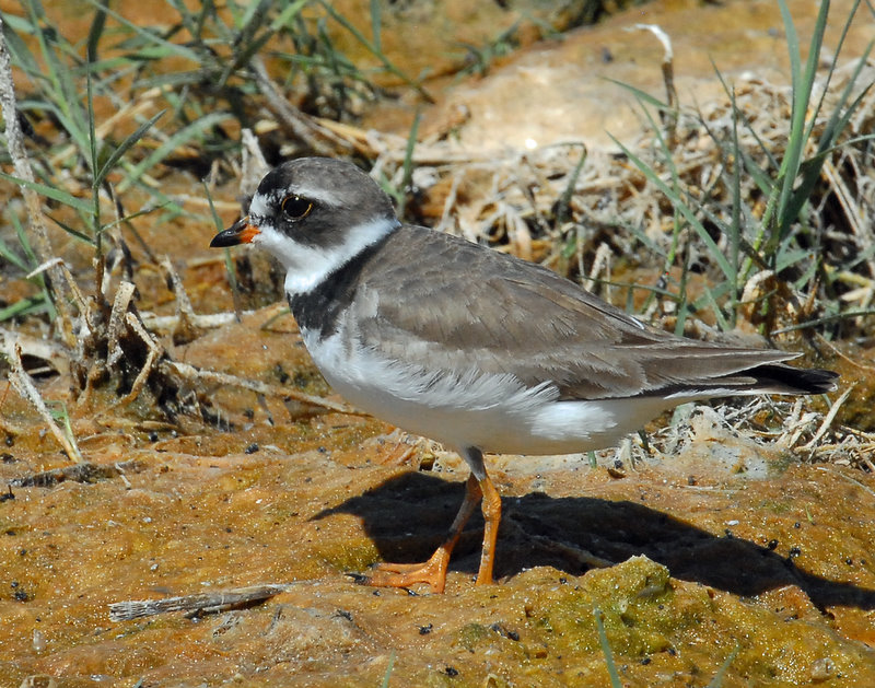 Plover, Semipalmated