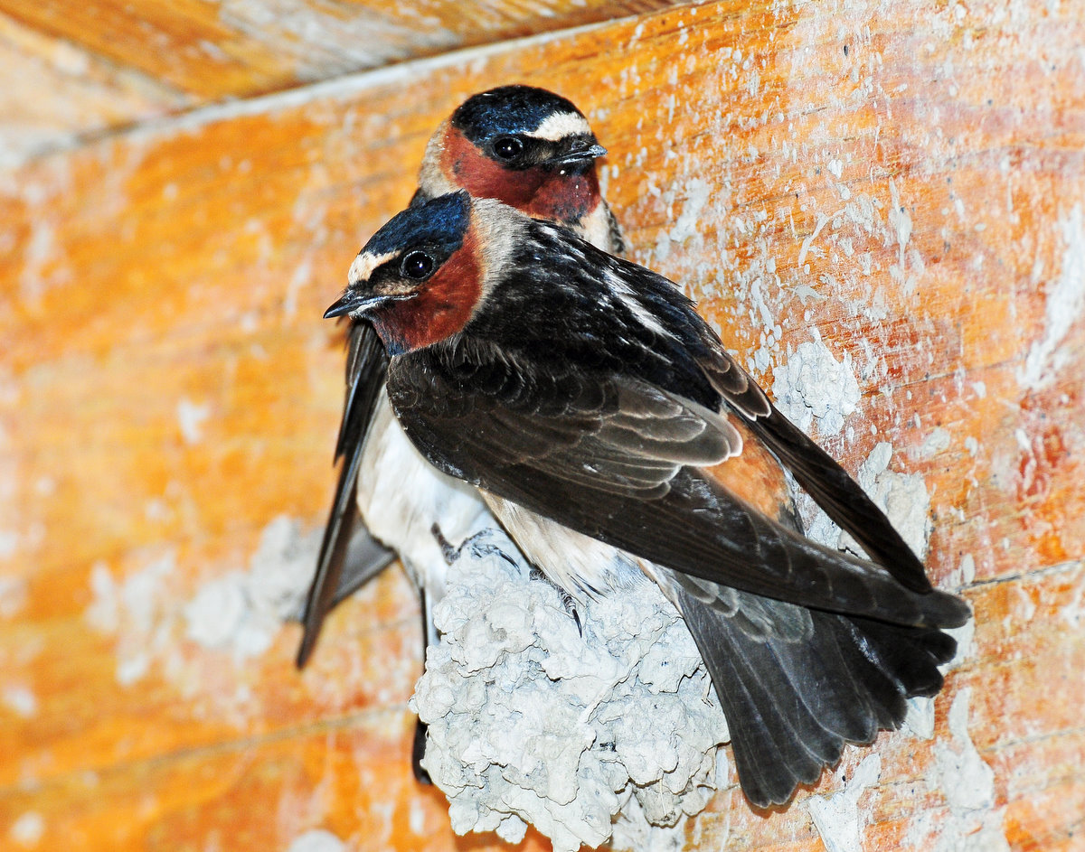 Swallow, Cliff