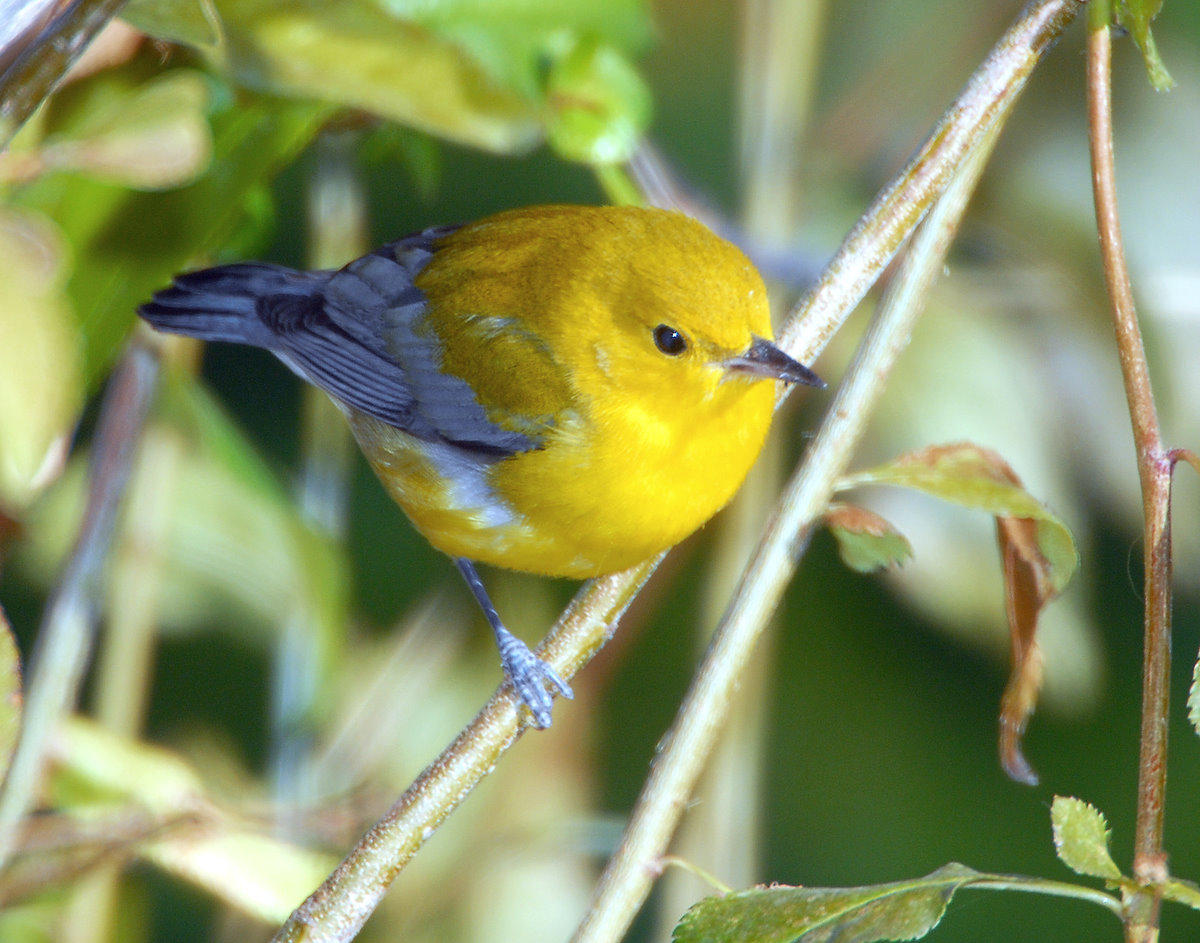 Warbler, Prothonotary