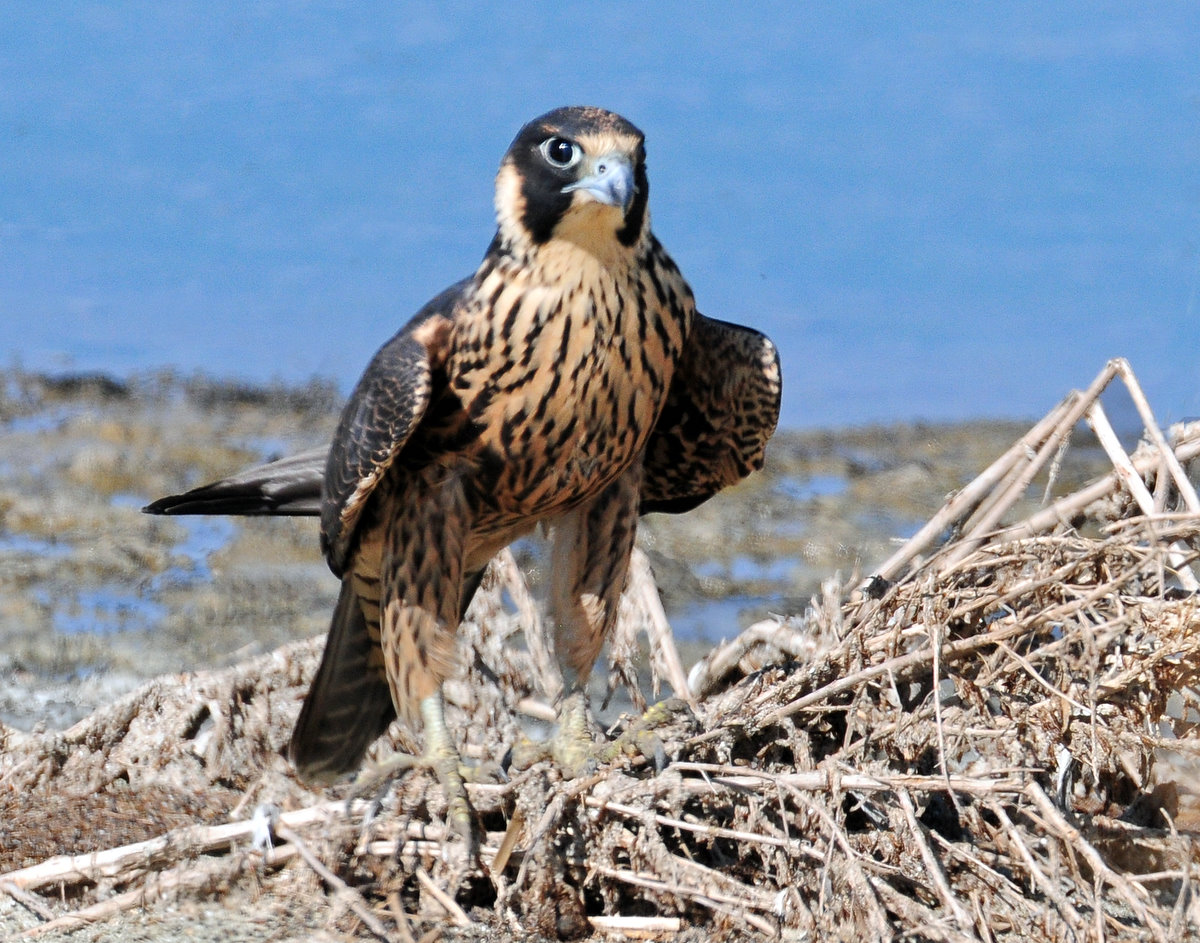 Falcon, Peregrine (Juvenile)