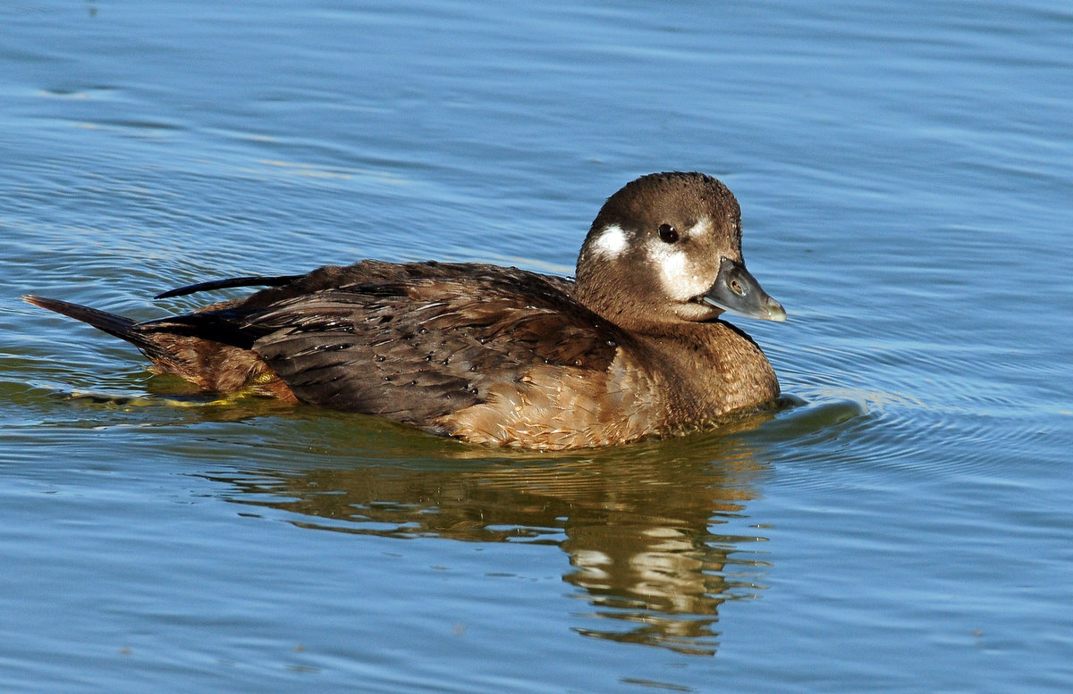 Duck, Harlequin  (Utah Female)