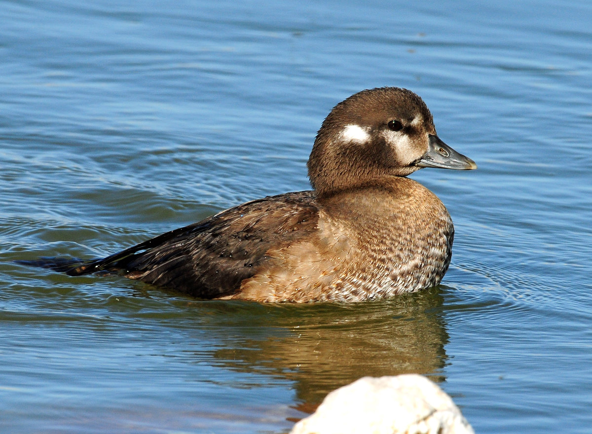 Duck, Harlequin  (Utah Female)