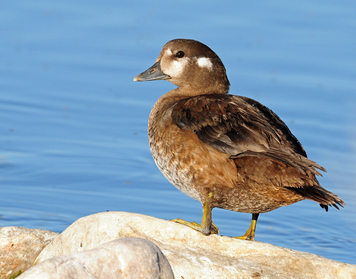 Duck, Harlequin  (Utah Female)