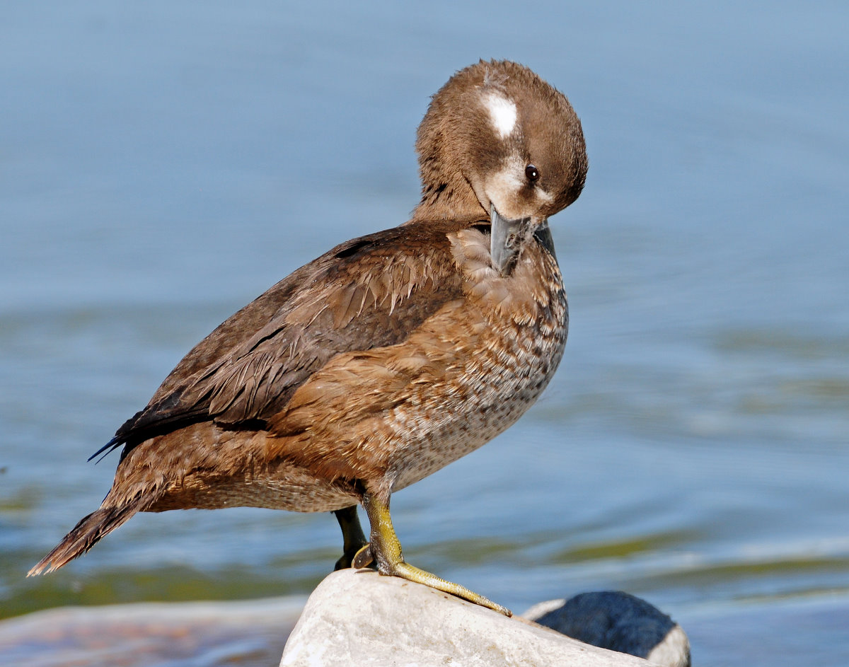 Duck, Harlequin (Juvenile Male)