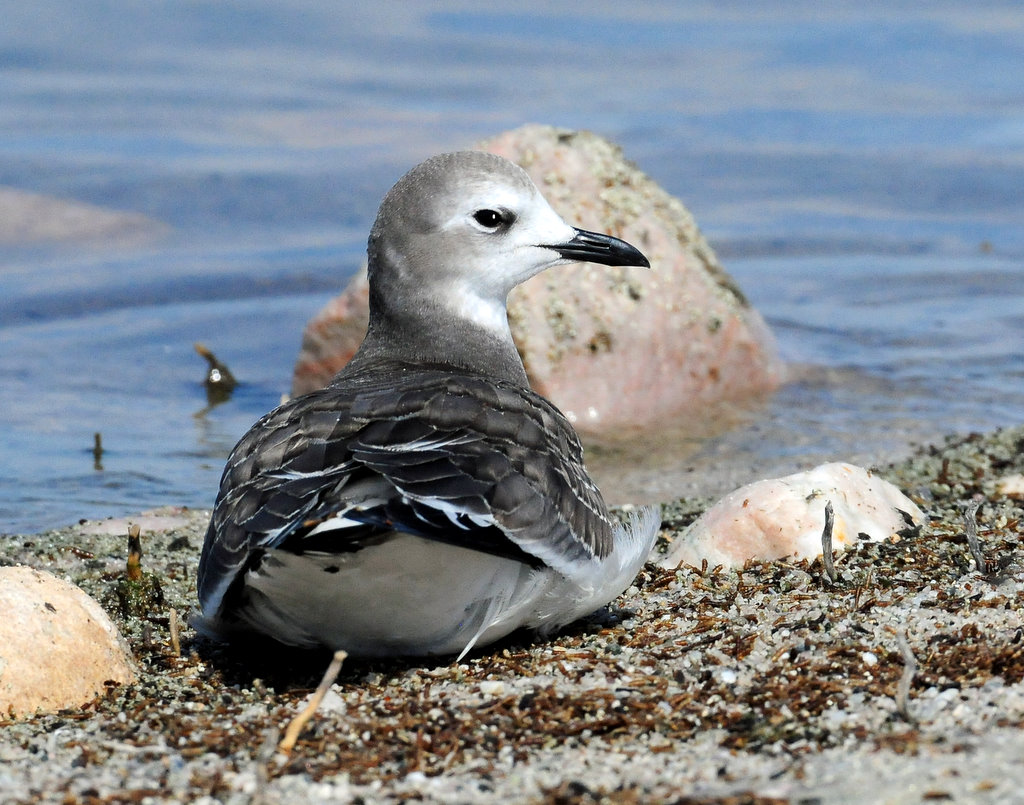 Gull, Sabines