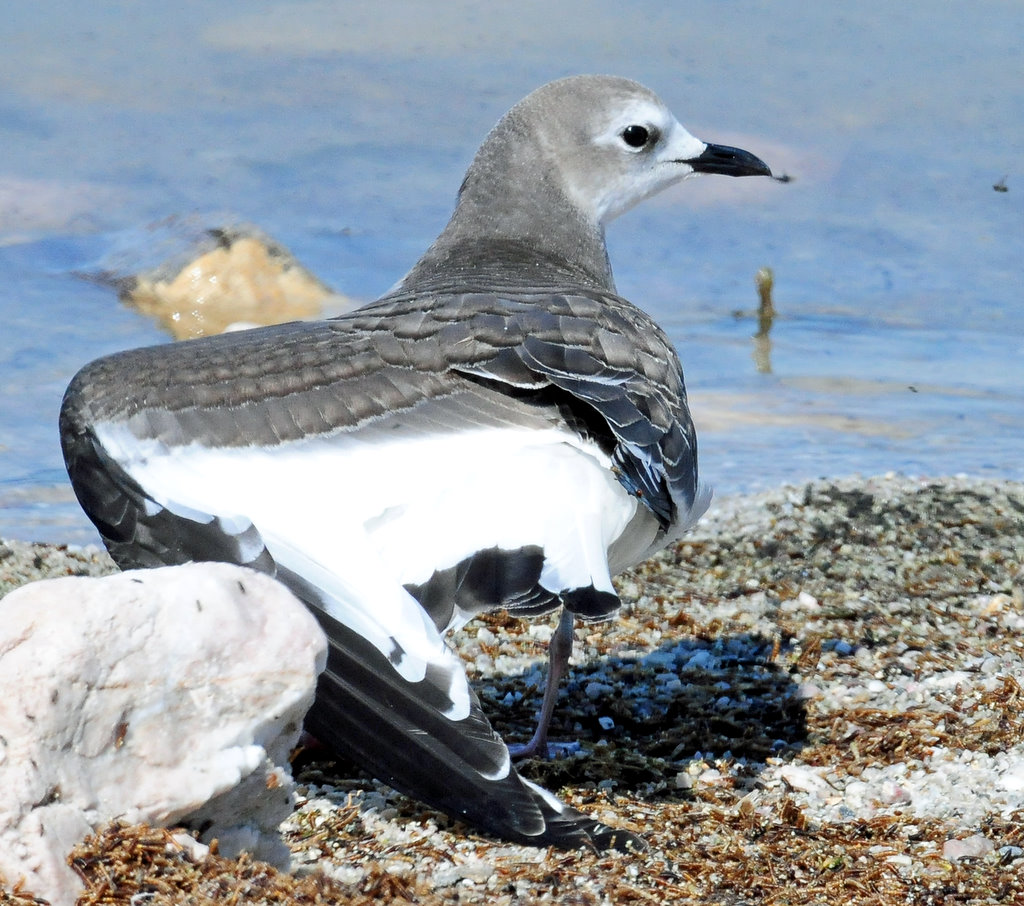 Gull, Sabines