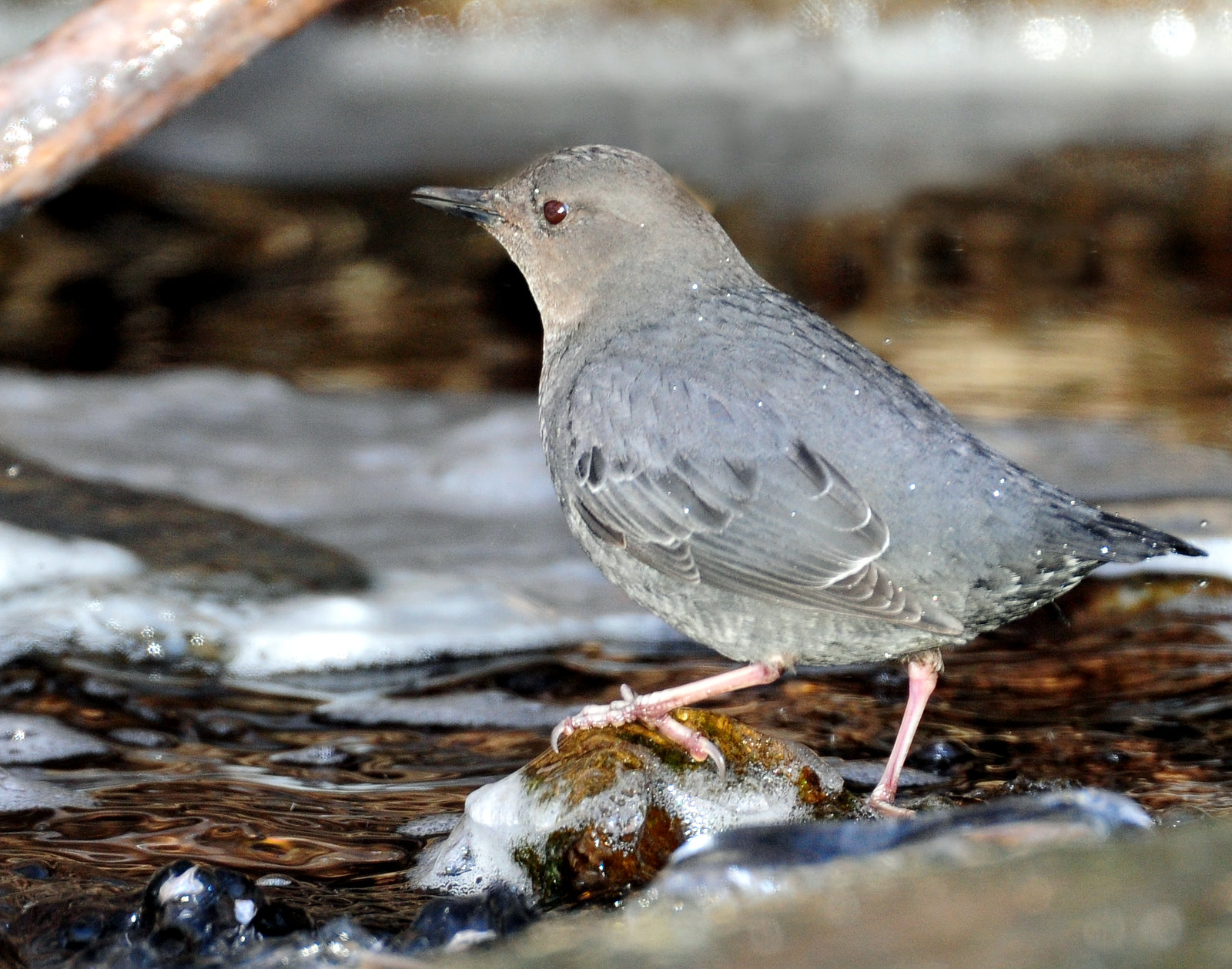 Dipper, American