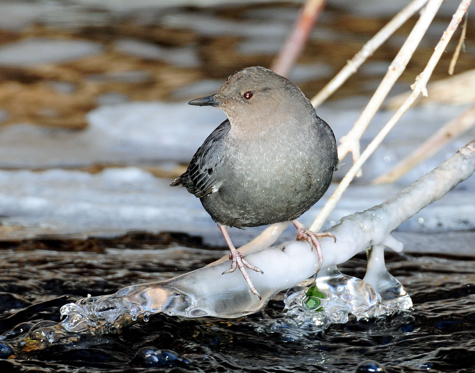 Dipper, American