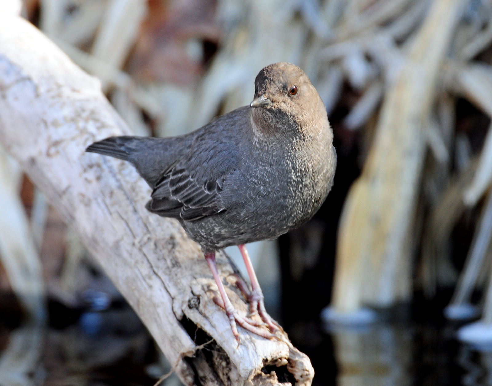 Dipper, American