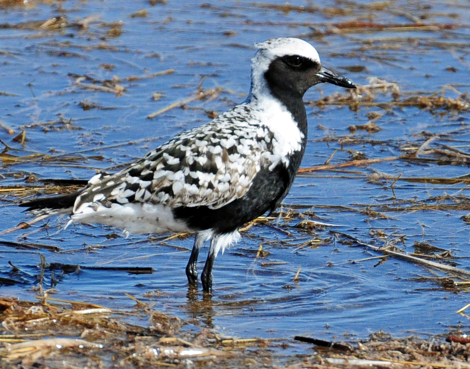 Plover, Black-bellied