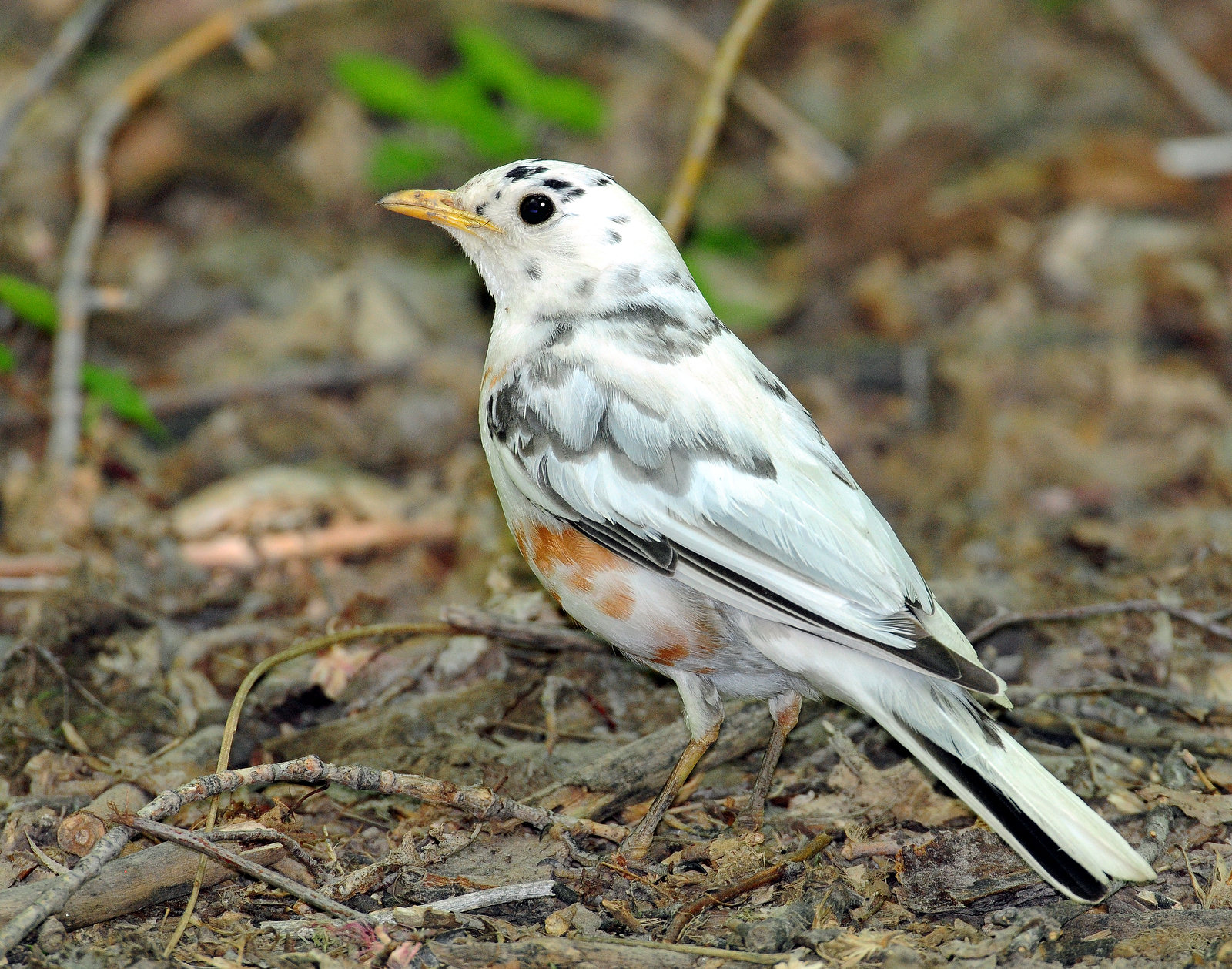 Robin, American (partial albino)