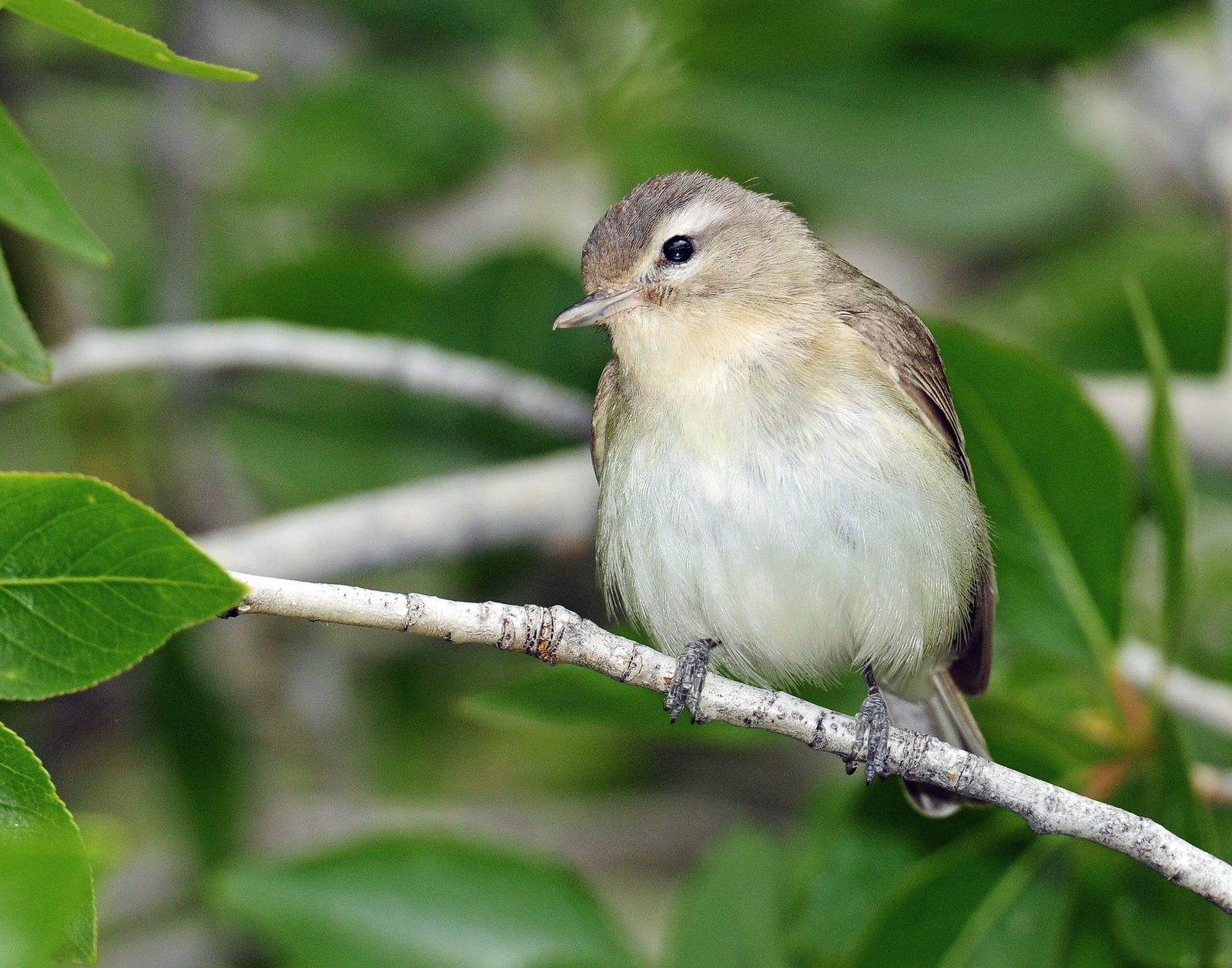 Vireo, Warbling