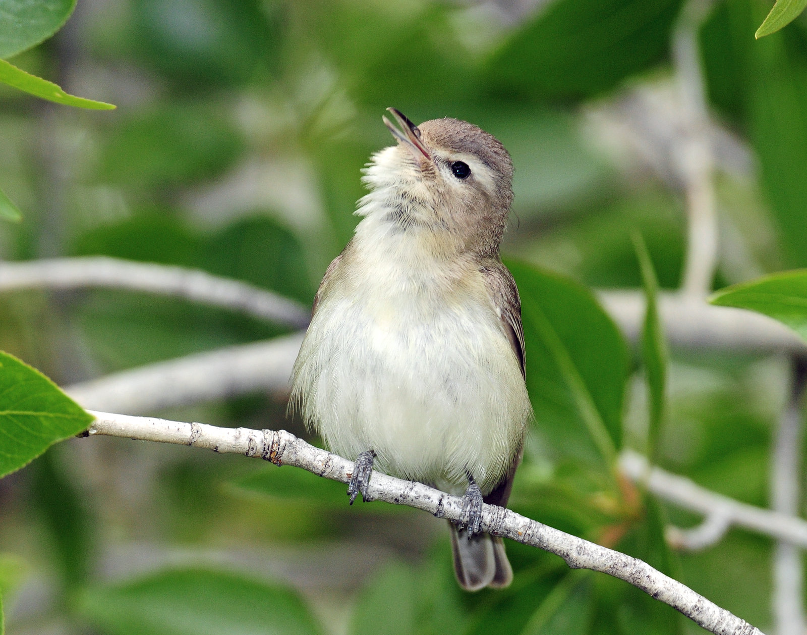 Vireo Warbling D-064.jpg