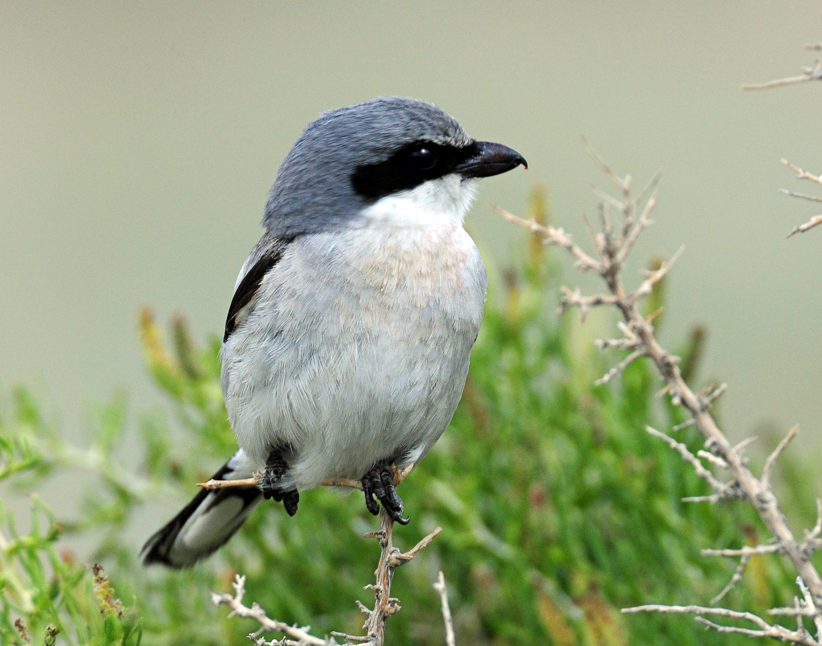 Shrike, Loggerhead