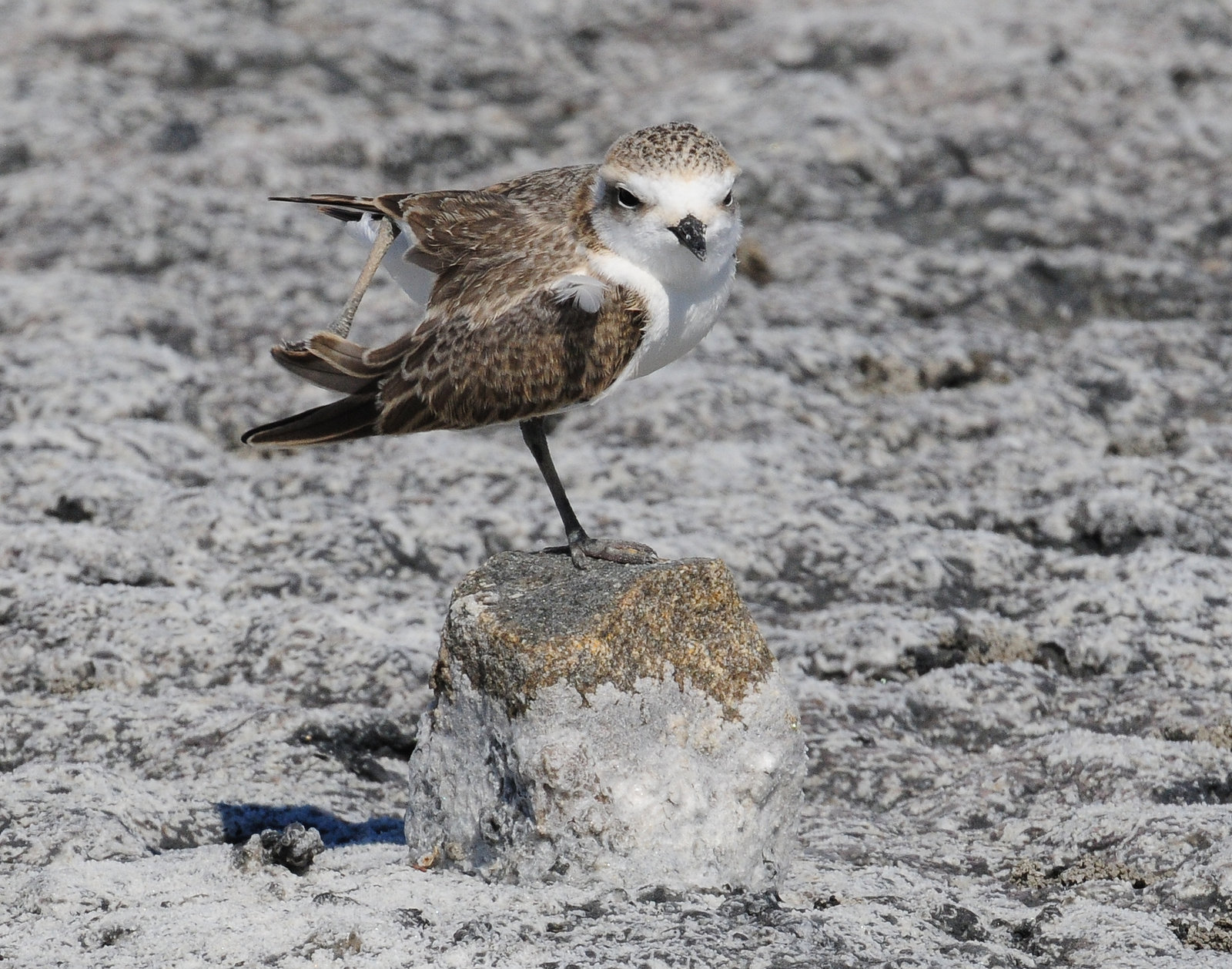 Plover, Snowy (Juvenile doing foot stands)