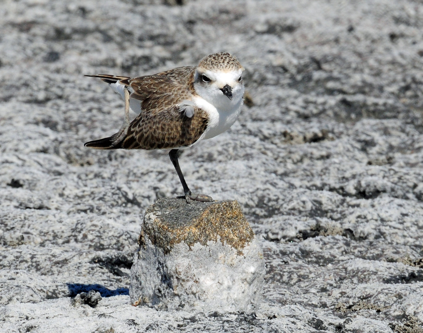 Plover, Snowy (Juvenile doing foot stands)