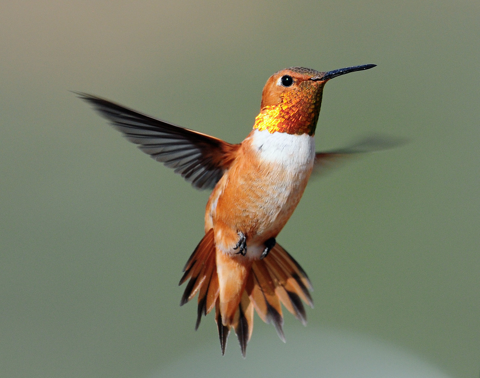 Hummingbirds, Rufous