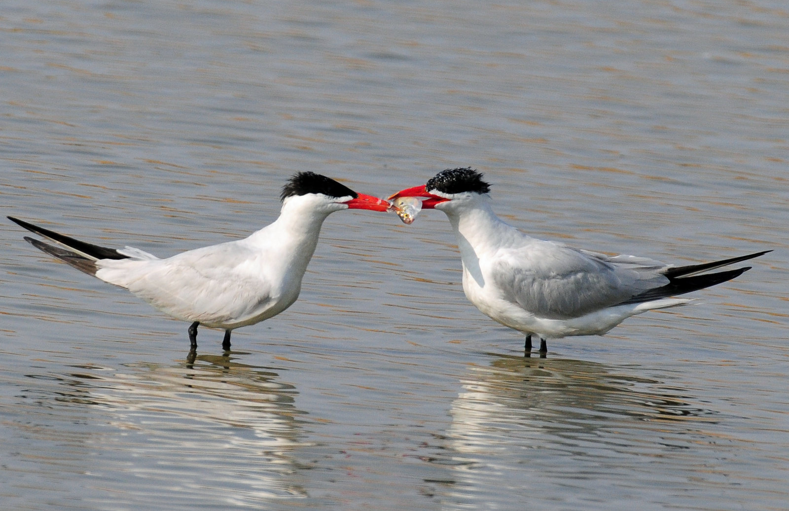 Tern,  Caspian