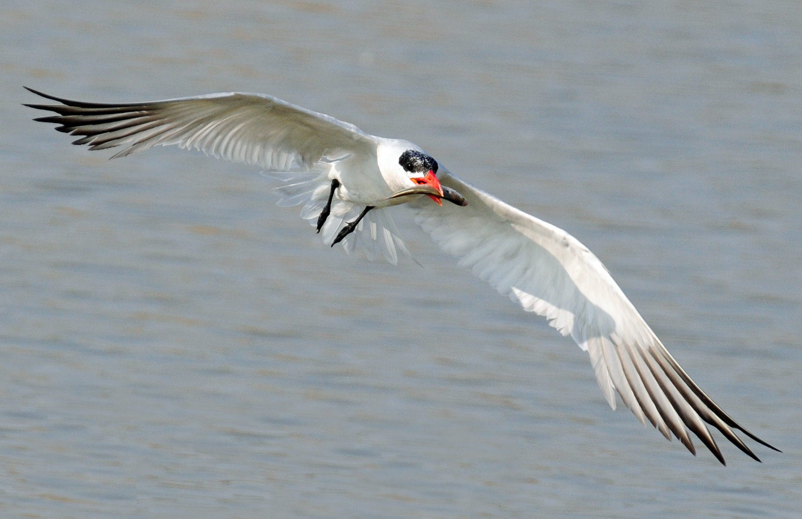 Tern,  Caspian