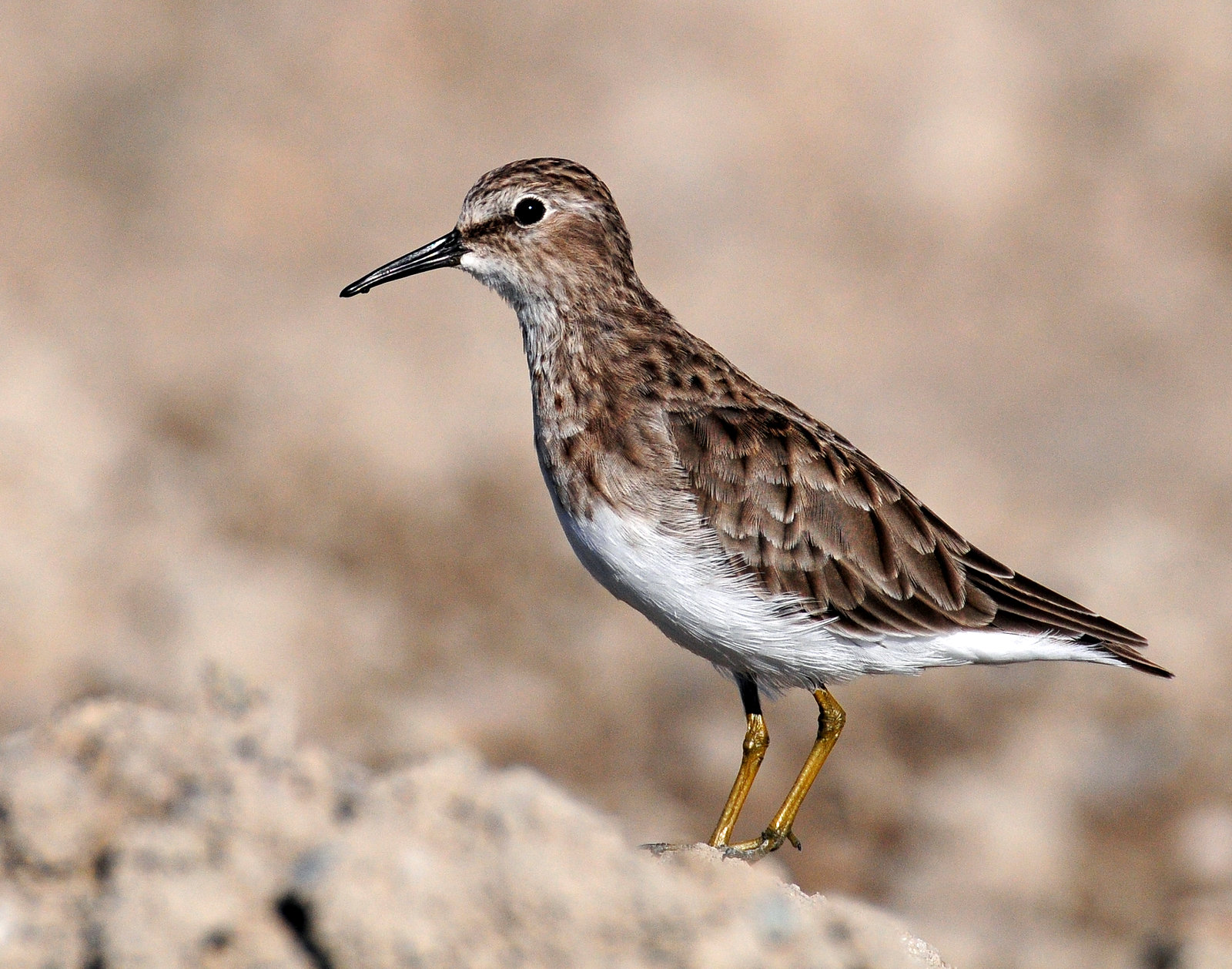 Sandpipers, Least