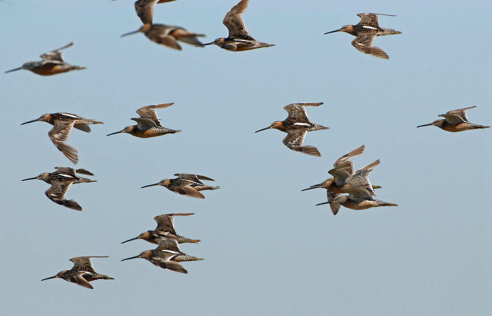 Dowitcher Long-billed D-023.jpg