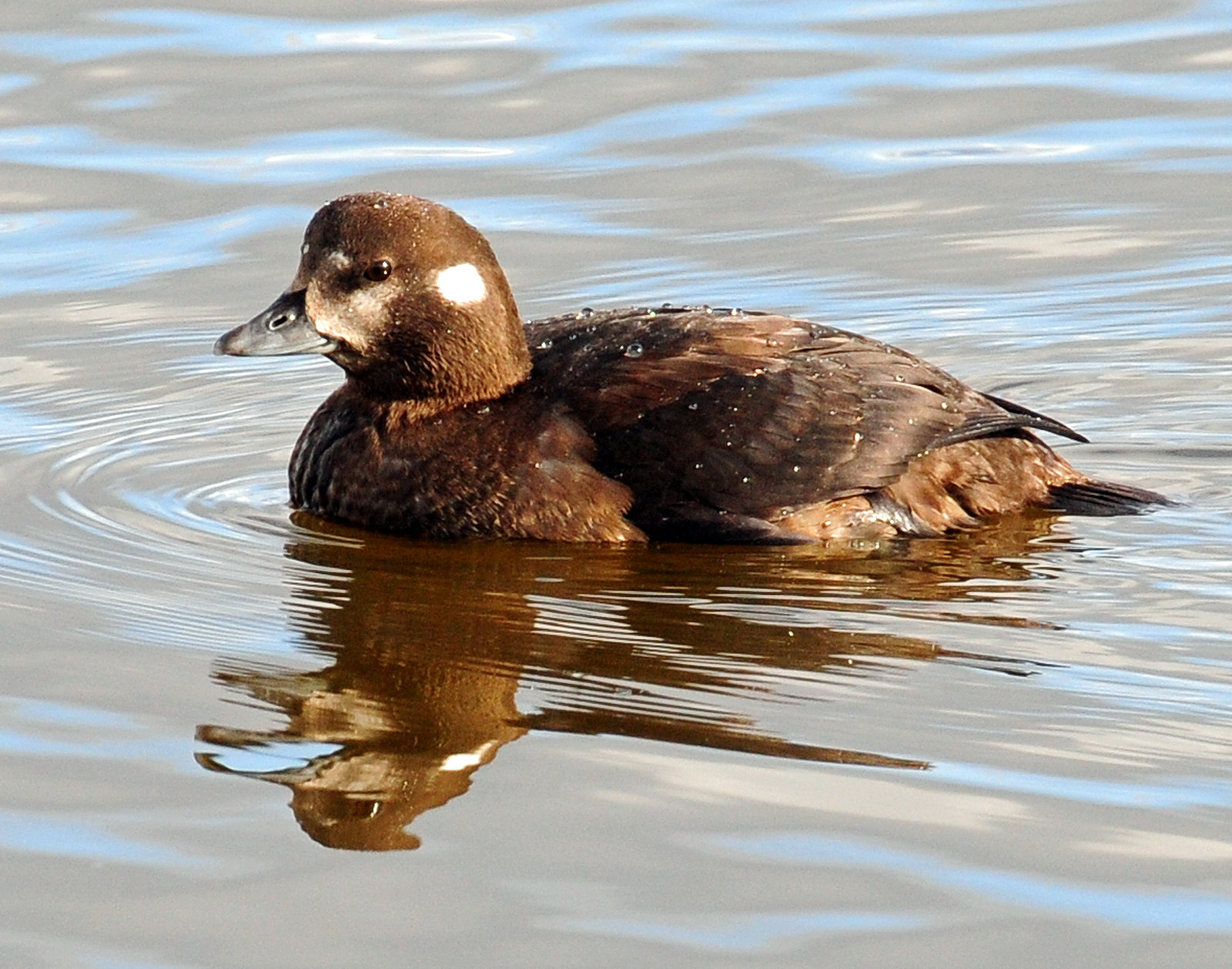 Duck, Harlequin