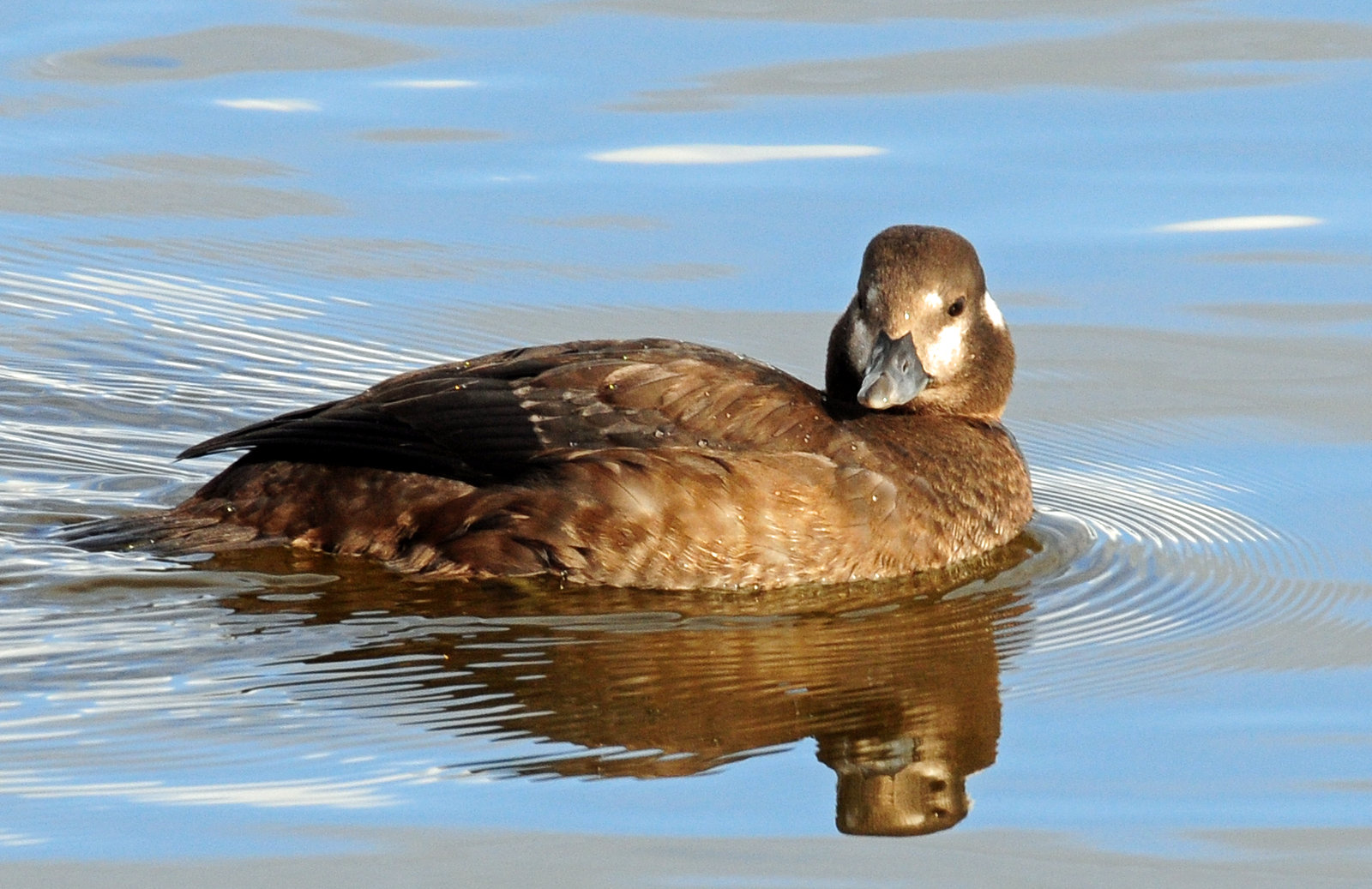 Duck, Harlequin