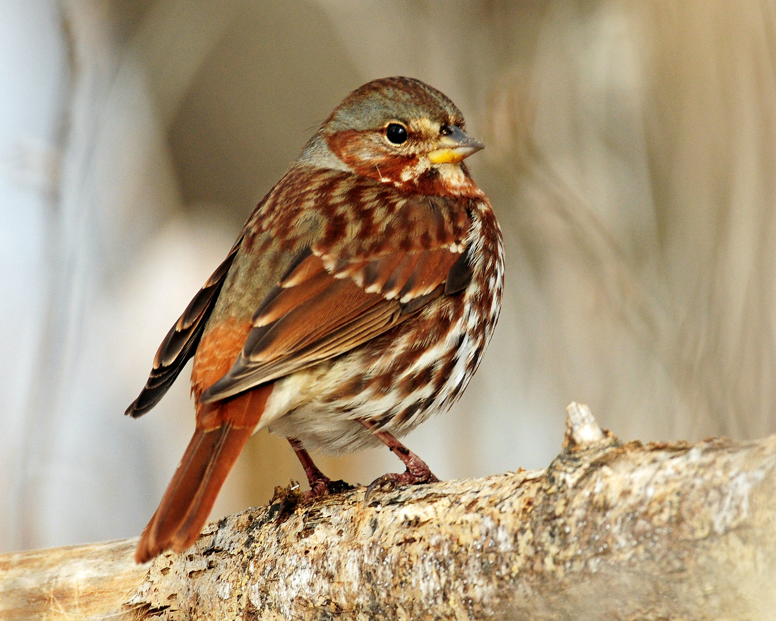 Sparrow, (Taiga) Red Fox