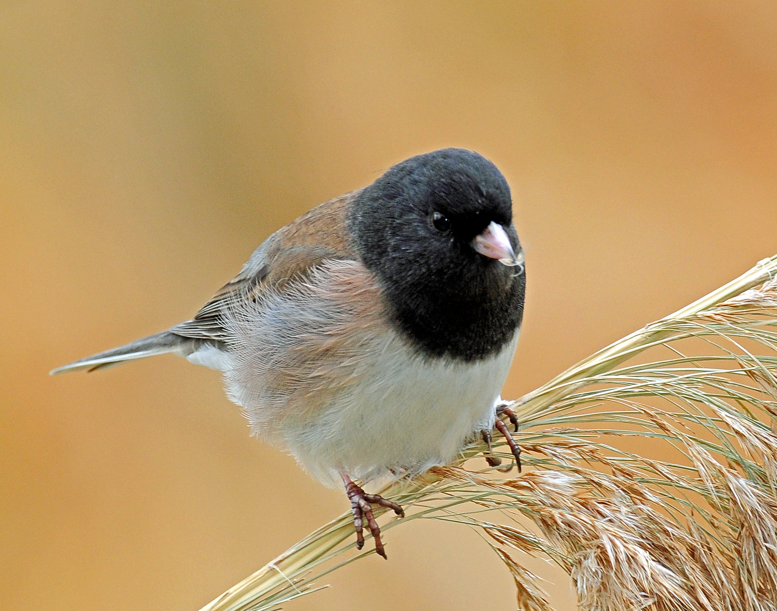 Junco, Dark-eyed (Oregon)