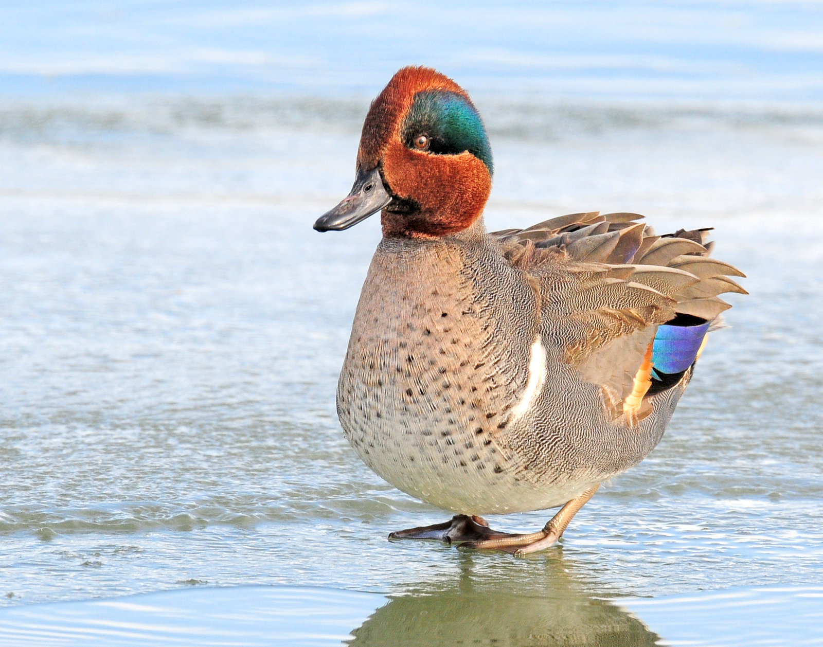 Teal, Green-winged